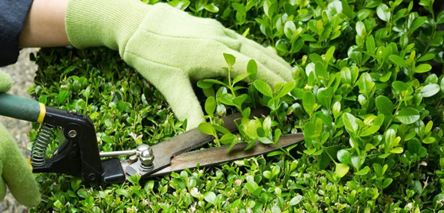 Bahçe bakım yönetimi